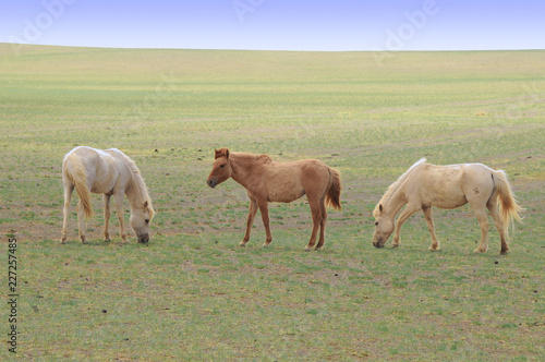 Fototapeta Naklejka Na Ścianę i Meble -  The Mongolian horse  -  native horse breed of Mongolia.
