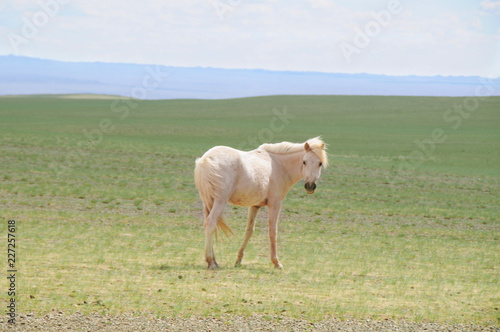 The Mongolian horse - native horse breed of Mongolia. 
