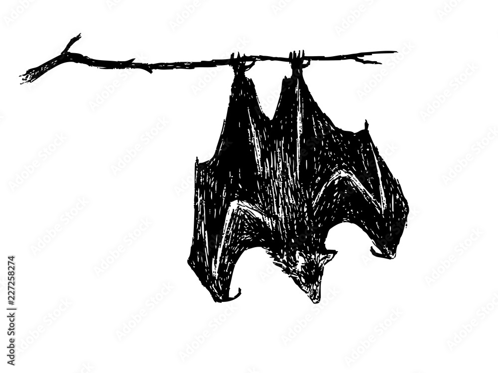 custom made wallpaper toronto digitalupside down bat