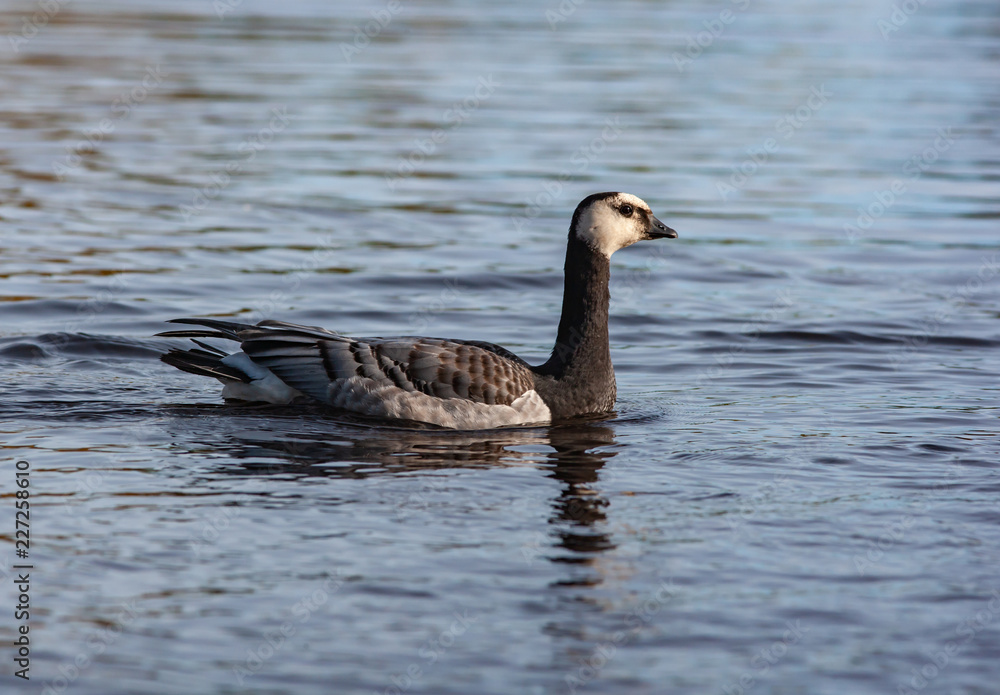 Obraz premium White-breasted brant goose