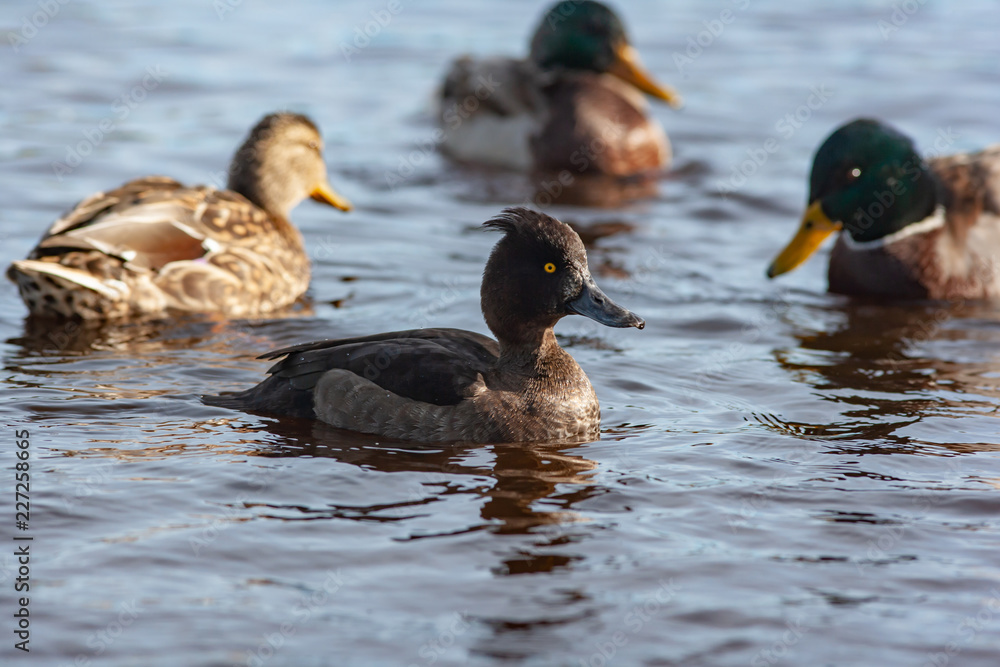 Fototapeta premium Ducks in apond