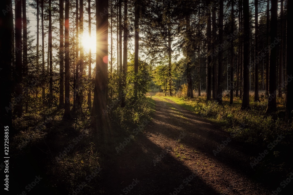 Fototapeta premium Abendsonne im Wald strahlt auf Wanderweg