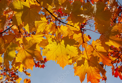 Bright yellow maple leaves in the fall on a sunny day