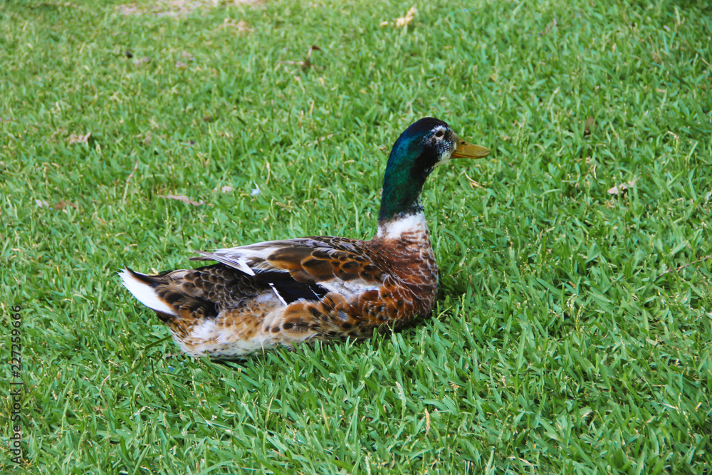 duck with colorful feathers on the green grass duck with colorful feathers on the green grass