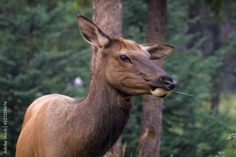 Closeup of a female elk eating in a forest in Jasper National Park