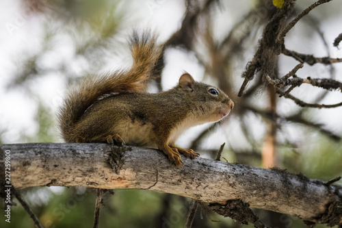 Young red squirrel on a tree in Jasper National Park