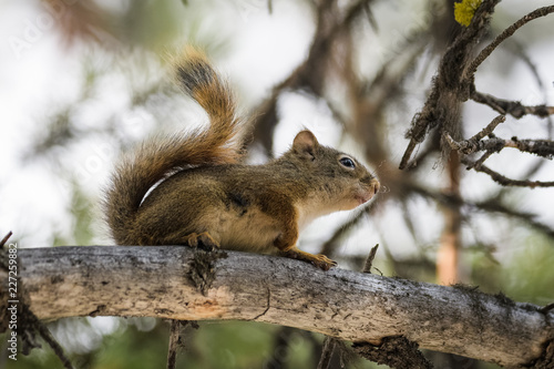 Young red squirrel on a tree in Jasper National Park © Thorsten Spoerlein