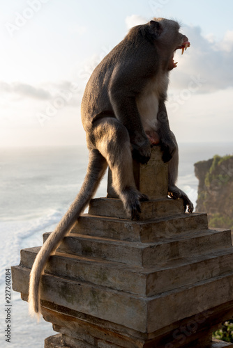Monkey In Front Of Uluwatu Temple, Bali © Bisual Photo