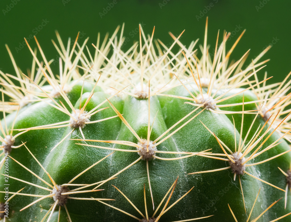 cactus cactus
