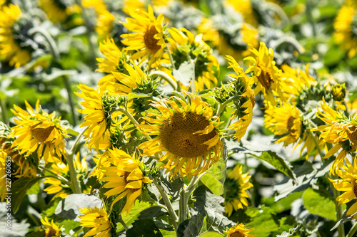 Fototapeta Naklejka Na Ścianę i Meble -  Big sunflower field