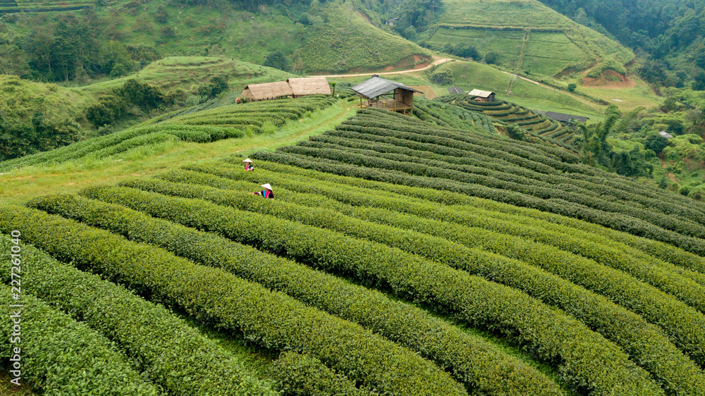 Landscape aerial view green tea field and Hmong people's harvesting tea leaf in Doi Ang Khang Chiang Mai Thailand.
