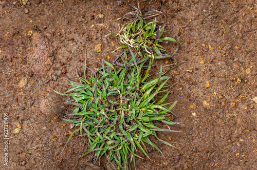 A patch of green grass growing on dark brown wet mud soil
