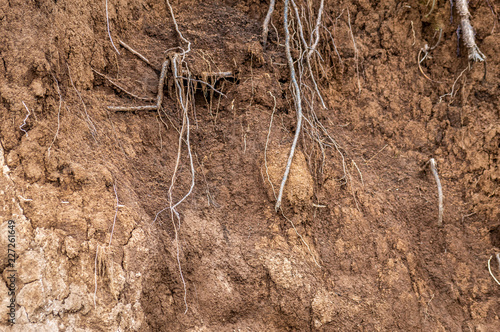 Layers of soil wet soil roots in soil soil profile soil zones
