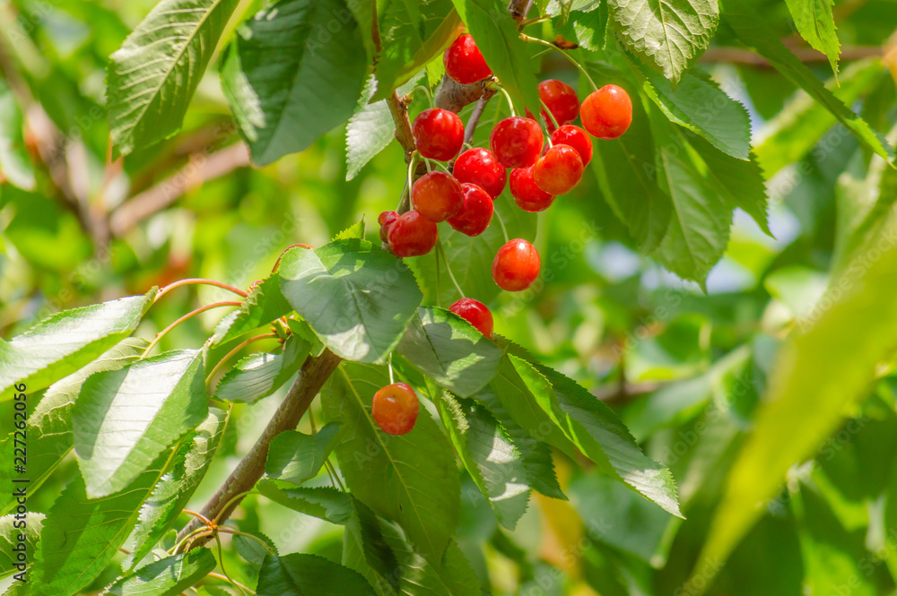 Ripe cherries in a bunch hanging from a branch with green leaves ready to be picked up