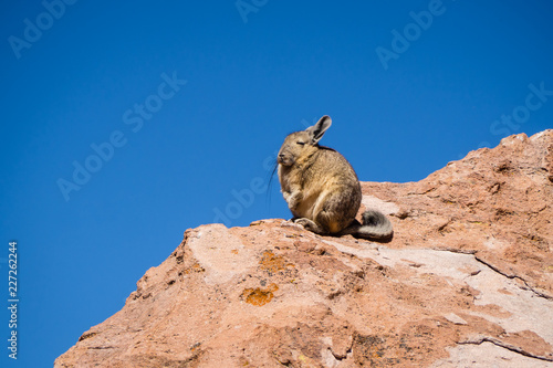 Close up vizcacha pic in teh altiplano in Bolivia. The Andes Range. Rocks and blue sky photo