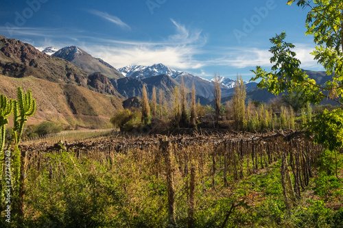 Grapeyard , Vineyard. Elqui Valley, Andes part of Atacama Desert in the Coquimbo region, Chile photo