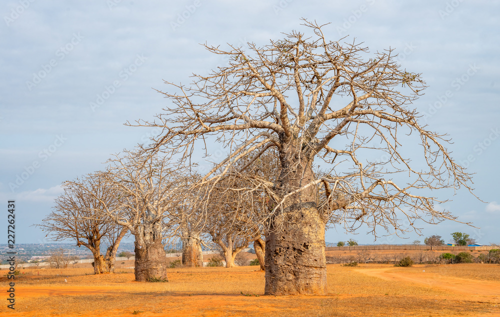 Baobab tree Angola, Luanda trees near the sea. Travel to Luanda, Angola ...