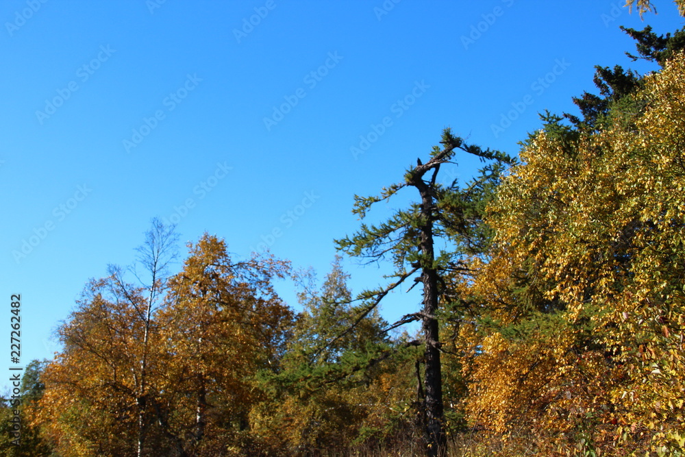 Obraz premium Autumn