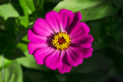 Dark pink flower in garden
