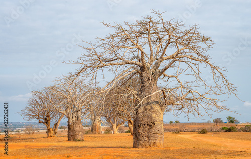 Foto Baobab tree Angola, Luanda trees near the sea