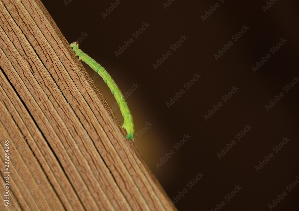 60 件の最適な 尺取虫 画像 ストック写真 ベクター Adobe Stock 60 件の最適な 尺取虫 画像 ストック写真 ベクター Adobe Stock
