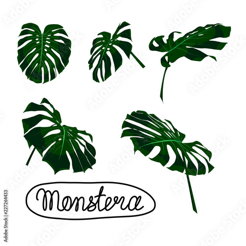 Tropical Leaf Monstera Plant Set isolated on white