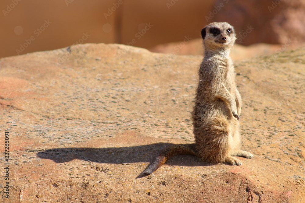 Fototapeta premium Curious Meerkat