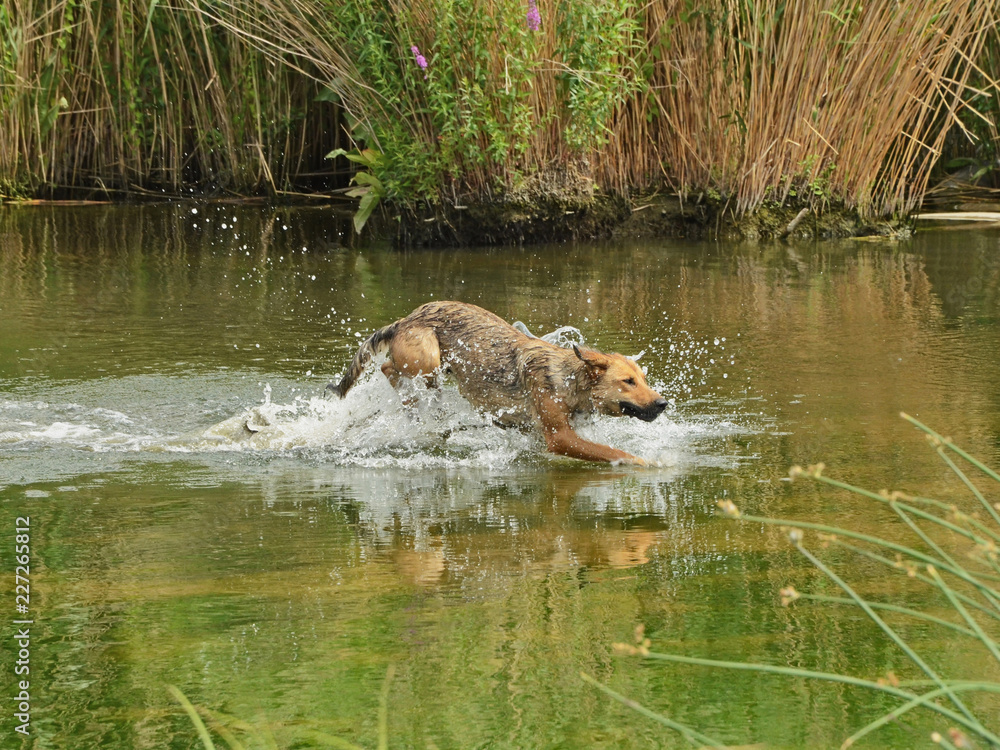 A dog is running after swimming in the river splashing through water with excitement A dog is running after swimming in the river splashing through water with excitement