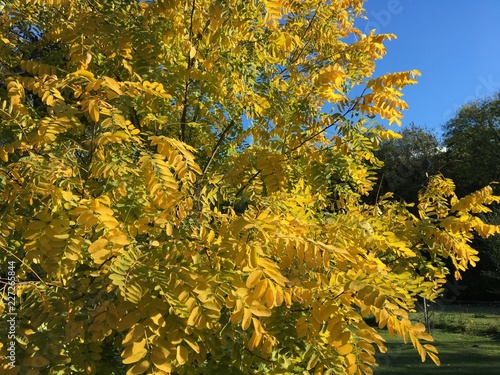 Fényképezés Robinia pseudoacacia « Frisia »