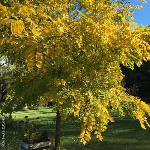 Vászonkép Robinia pseudoacacia « Frisia »
