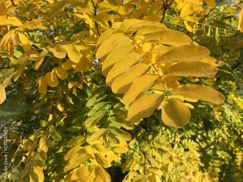 Robinia pseudoacacia « Frisia » photo