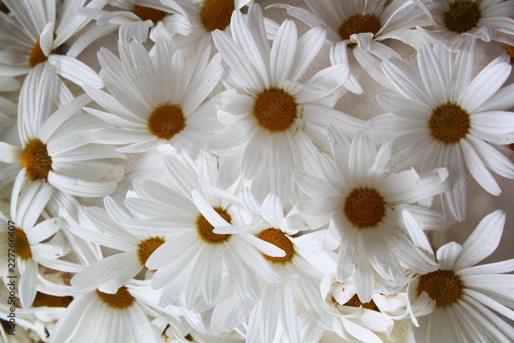 Fototapeta premium colorful flowers