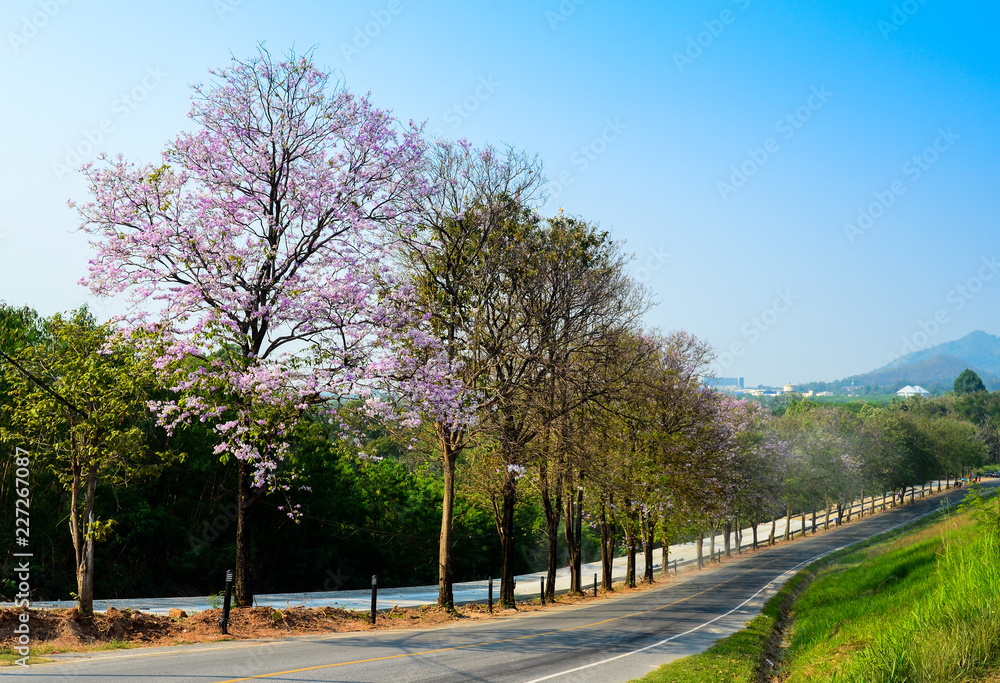 Nice tree flower blossom at down hill road, Thailand