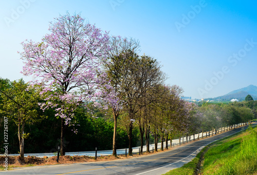 Nice tree flower blossom at down hill road, Thailand