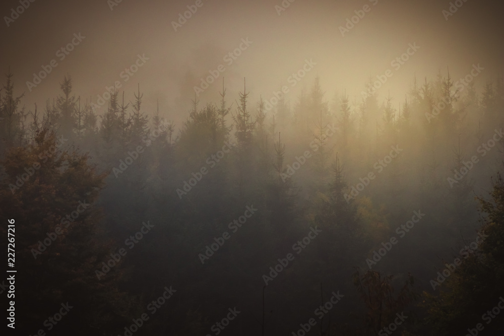 Magic autumn forest, romantic, misty, foggy landscape Magic autumn forest, romantic, misty, foggy landscape