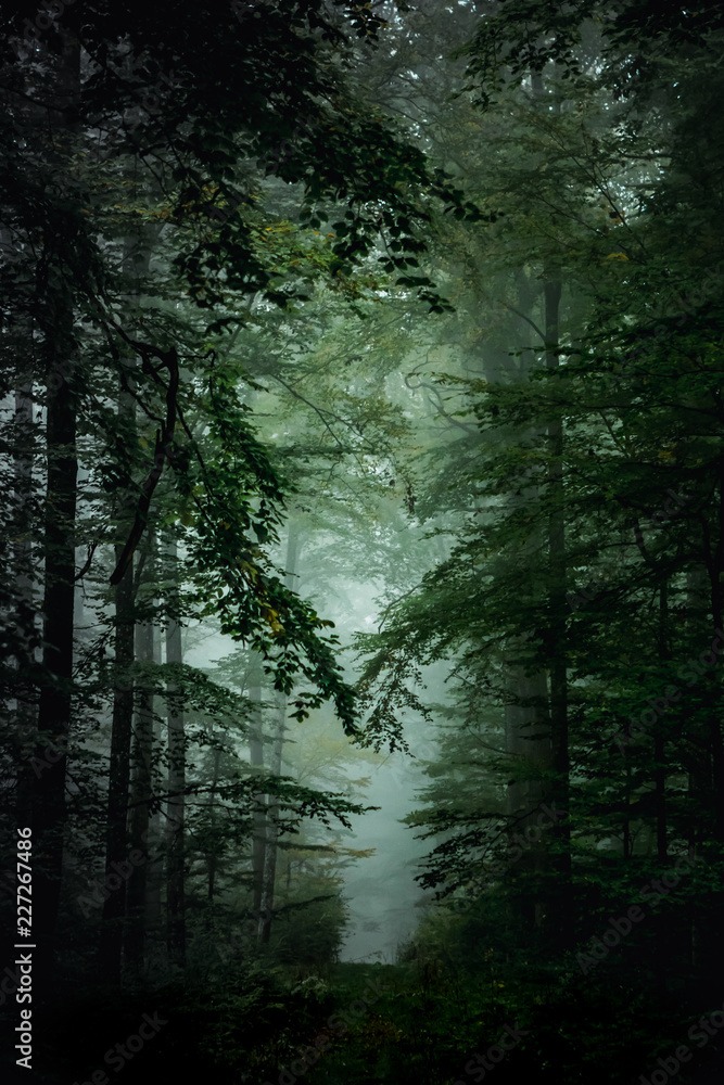 Fototapeta premium Magic autumn forest, romantic, misty, foggy landscape