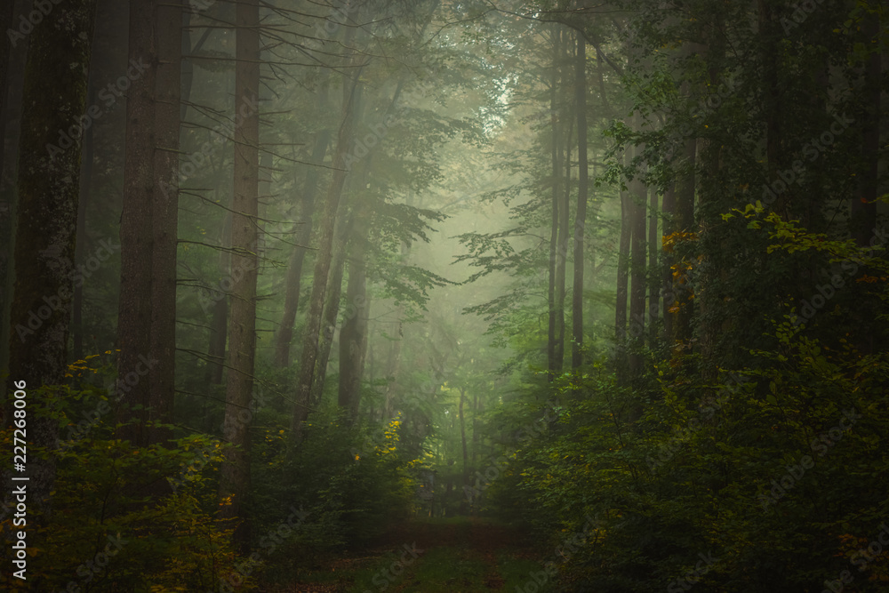 Magic autumn forest, romantic, misty, foggy landscape