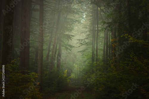 Magic autumn forest  romantic  misty  foggy landscape