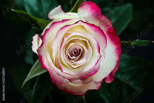White and pink rose on dark background.