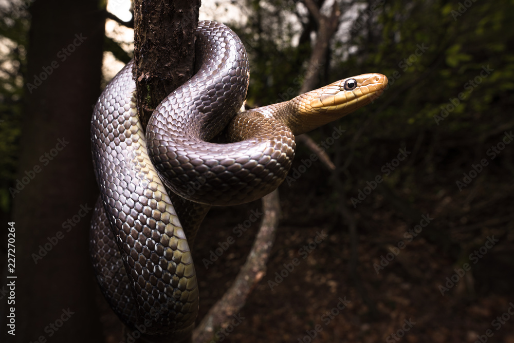 Obraz premium Aesculapian snake (Zamenis longissimus) in its natural habitat in Germany.
