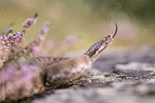 Asp viper (Vipera aspis zinnikeri) from the spanish pyrenees.
