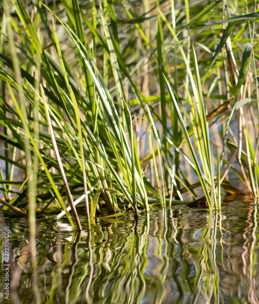 Obraz premium Reflection of reeds in water. Ecology