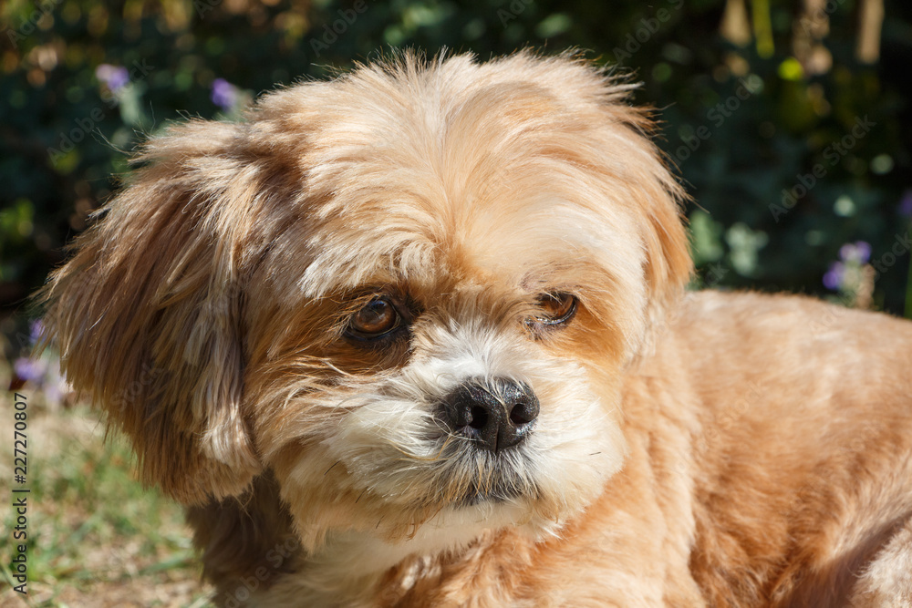 Chien Lhassa Apso dans un jardin Chien Lhassa Apso dans un jardin