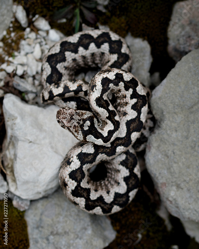 Adult male nose horned viper (Vipera ammodytes)