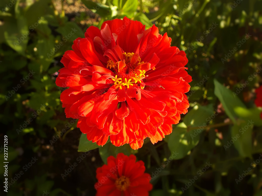 red flower in garden red flower in garden