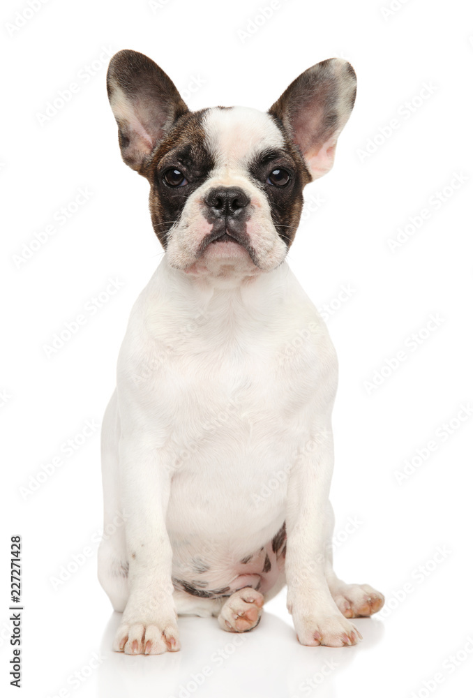 French bulldog on white background