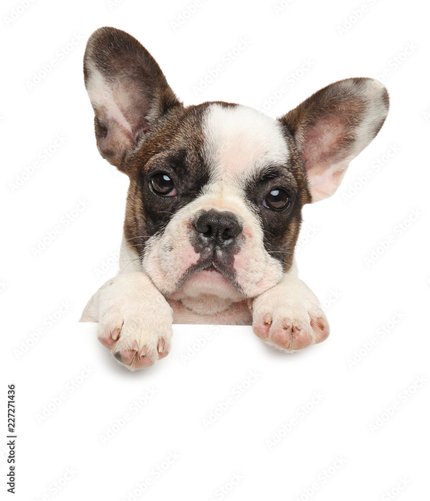 French bulldog above banner isolated on white