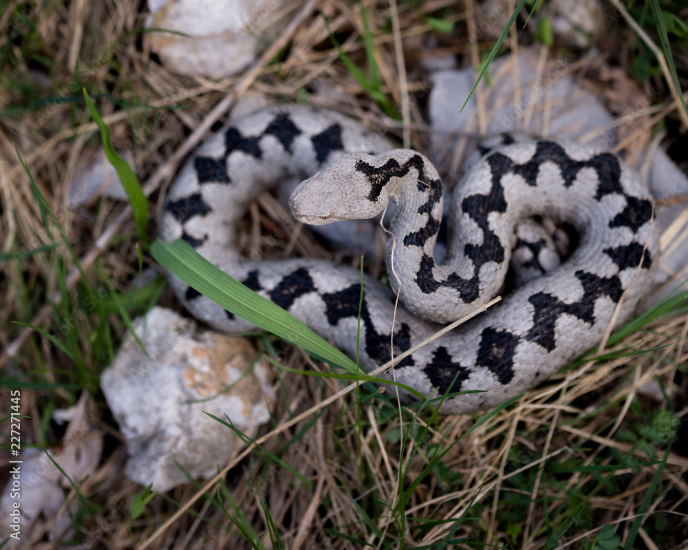 Adult male nose horned viper (Vipera ammodytes) Adult male nose horned viper (Vipera ammodytes)