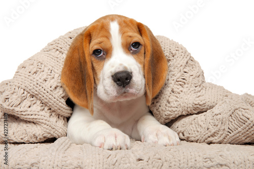 Beagle puppy lying under the blanket
