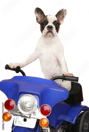 French bulldog puppy posing on motorcycle © jagodka